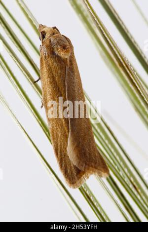 Cnephasia longana la teigne omnivore à feuilles, teinte à longues ailes ou vers fruité à fraises. Banque D'Images