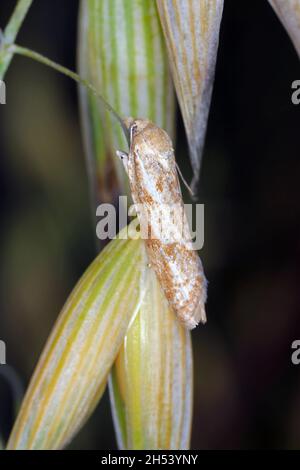 Cnephasia longana la teigne omnivore à feuilles, teinte à longues ailes ou vers fruité à fraises. Banque D'Images