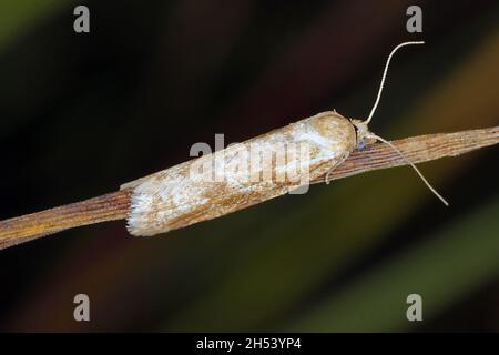 Cnephasia longana la teigne omnivore à feuilles, teinte à longues ailes ou vers fruité à fraises. Banque D'Images