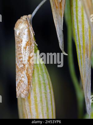 Cnephasia longana la teigne omnivore à feuilles, teinte à longues ailes ou vers fruité à fraises. Banque D'Images