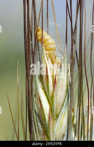 Oreille d'orge endommagée par Cnephasia longana la teigne omnivore à feuilles, ombre à longues ailes ou vrilles aux fraises est un ravageur de la fraise, du lin, des pois... Banque D'Images