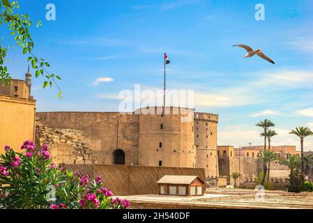 Oiseau sur l'ancienne Citadelle au Caire, en Égypte Banque D'Images