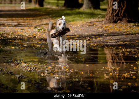 Chien féminin jouant avec une bûche et courant et barboter sur une flaque en automne Banque D'Images