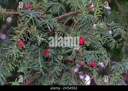 Baies de l'if (taxus bacata) Banque D'Images