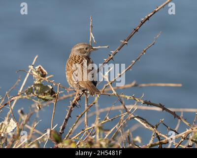 Prunella modularis, un dunnock, également connu sous le nom d'accentor de haies, d'arrow de haies, ou de gauchissement de haies, perché sur un brousse qui surplombe la mer. Banque D'Images