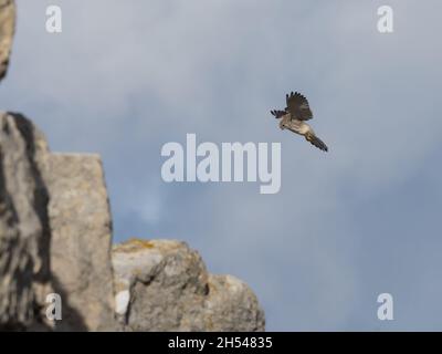 Falco tinnunculus, un Kestrel commun planant tout en chassant la proie. Banque D'Images