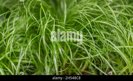 Gros plan de catnip ou Cyperus Alternifolius Zumula - la plante est purgative pour les chats Banque D'Images