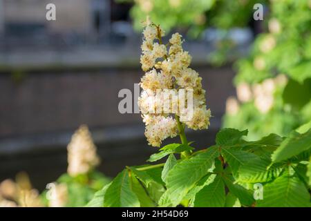 Vue sur les fleurs du châtaignier (Aesculus hippocastanum) dans le centre de la haye, aux pays-Bas Banque D'Images