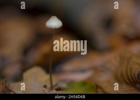 Capot plongeant (Mycena vitilis) au milieu des feuilles d'une forêt Banque D'Images