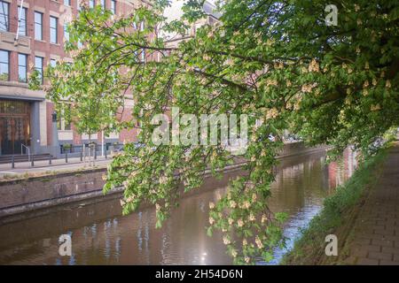 Branche de la châtaigne (Aesculus hippocastanum) au bord d'un canal à deux dans le centre de la Haye, aux pays-Bas Banque D'Images