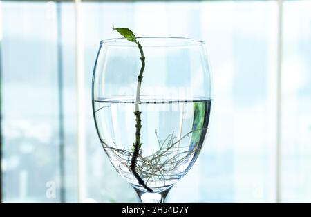 Basilic avec racines dans l'eau dans la galss de vin.Beaucoup de racines dans l'eau. Nouveau concept de vie. Croissance des plantes.Espace de texte Hope. Banque D'Images