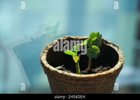 Jeunes plantes plantant en pot.La nouvelle vie commence au printemps Banque D'Images