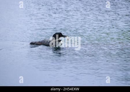 Un huard commun (Gavia immer) nage, tenant un poisson dans son bec.L'espèce est parmi de nombreux oiseaux menacés par les effets du changement climatique (Canada). Banque D'Images