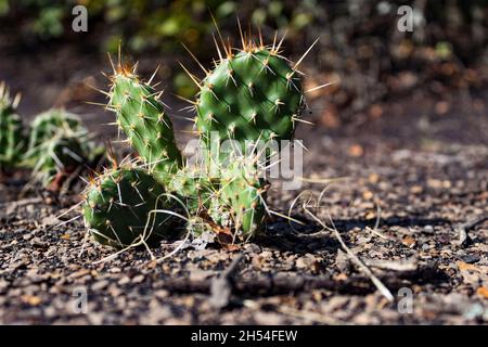 Minuscule Cactus canadien trouvé à Drumhellar en Alberta, entouré de terre et de terre Banque D'Images