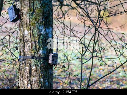 Caméra de détection de mouvement pour animaux forestiers fixée à l'extérieur de l'arbre. Banque D'Images