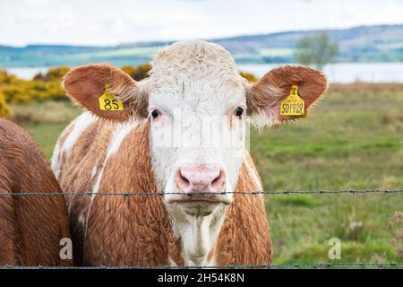 Vache laitière derrière la clôture sur un pré vert dans les Highlands écossais. Banque D'Images