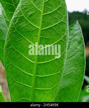 L'économie et l'agriculture dans le nord de la Grèce de fermer la feuille de tabac entre Xanthi, dans la région de l'est de la Macédoine et de Thrace, et le boulimi bulgare Banque D'Images