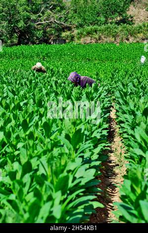 Économie et agriculture dans le nord de la Grèce récolte de feuilles de tabac dans un champ entre Xanthi, dans la région de l'est de la Macédoine et Thrace, et bu Banque D'Images