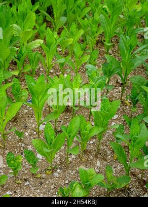 Économie et agriculture dans le nord de la Grèce plants de tabac dans un champ entre Xanthi, dans la région de l'est de la Macédoine et Thrace, et bou bulgare Banque D'Images