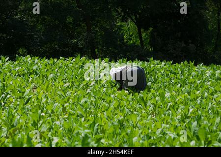 Économie et agriculture dans le nord de la Grèce récolte de feuilles de tabac dans un champ entre Xanthi, dans la région de l'est de la Macédoine et Thrace, et bu Banque D'Images