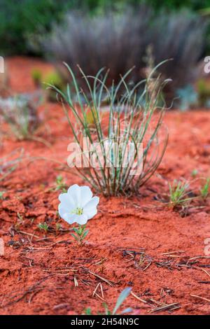 White Evening Primrose dans le sol rouge de Sedona.La fleur de premrose solitaire, résiliente et parfumée pousse dans le désert d'AZ.Fond de fleur blanc. Banque D'Images