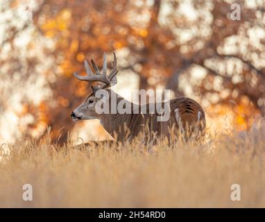 Vieux chevreuil à queue blanche mâle (buck) debout à côté du champ au coucher du soleil Rocky Mountain Arsenal National Wildlife refuge, Colorado, États-Unis Banque D'Images