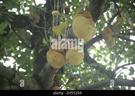 salvador, bahia, brésil - 6 novembre 2021 : le fruit du jackfruit est vu sur un arbre de jackfruit dans la ville de Salvador. Banque D'Images