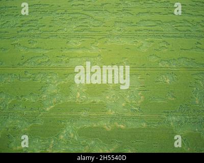 Agriculture aérienne montrant des dégâts de foin et de pluie d'oaten dans un champ de paysage vert, Victoria, Australie. Banque D'Images