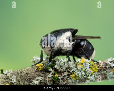 Vue latérale d'une mouche de souris femelle adulte, Cuterebra fontinella, reposant sur une branche d'arbre couverte de lichen au Saltmarsh de Boundary Bay, Delta, British Banque D'Images