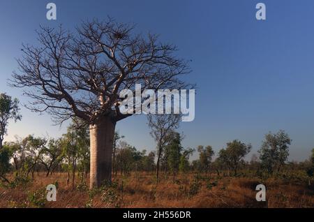 Boab (Adansonia gregorii) arbre avec des oiseaux nichent parmi la savane, Fitzroy Crossing, Kimberley, Australie occidentale Banque D'Images