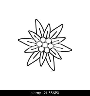 Icône de ligne mince isolée de fleur Edelweiss.Vecteur symbole de l'alpinisme, Alpes suisses, festival bavarois de l'oktoberfest suisse et allemand.Croissance de fleurs sauvages Illustration de Vecteur