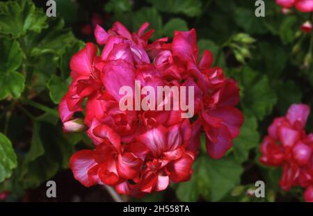 PELARGONIUM PELTATUM 'REINE DU COEUR' UN MEMBRE DE L'IVY PELARGONIUMS. Banque D'Images