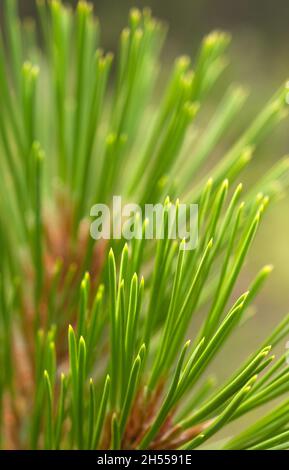 Aiguilles de pin ponderosa (Pinus ponderosa) Banque D'Images