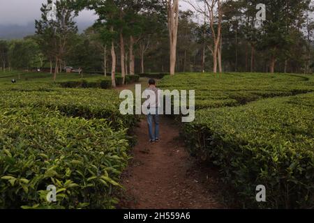 garçon marchant dans le jardin de thé Banque D'Images