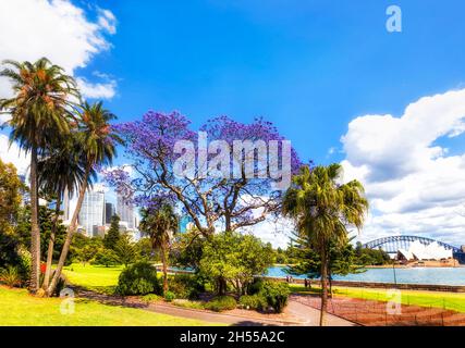 Au printemps, au parc public Green de la ville de Sydney, sur les rives du port de Sydney, lorsque les arbres de Jacaranda fleurissent. Banque D'Images