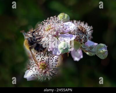 Le bourdon d'arbre (Bombus hypnorum) se nourrissant sur des fleurs de Bramble (Rubus fruticosus) sur fond sombre dans l'Essex, au Royaume-Uni, en août Banque D'Images