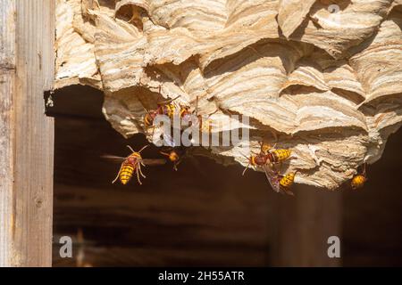 Les Hornets européens (Vespa crabro) travaillent à la surface de leur nid, dans un abri de jardin.Couches horizontales de fibres de couleur de différentes sources UK Banque D'Images