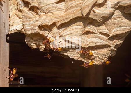 Les Hornets européens (Vespa crabro) travaillent à la surface de leur nid, dans un abri de jardin.Couches horizontales de fibres de couleur de différentes sources UK Banque D'Images