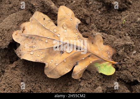 Chêne anglais (Quercus robur), cycle de vie annuel, d'une feuille d'arbre à feuilles caduques, feuillage.Le contenu se décomposent, retour à la terre pour faire terre terre terre terre terre haut humus. Banque D'Images