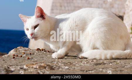 Chat blanc sur les rochers de la mer adriatique devant les remparts de la vieille ville de Dubrovnik (Dalmatie, Croatie) Banque D'Images