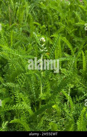 Sydney Australie, feuilles de plumes vertes d'une plante achillea millefolium ou yarrow Banque D'Images