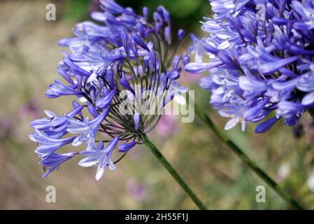 Fleur d'Agapanthus bleu (nénuphars africains) aux frontières de la demeure et des jardins historiques de Dalemain, parc national de Lake District, Cumbria, Angleterre, Royaume-Uni Banque D'Images