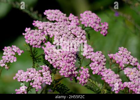 Fleur de pamplemousse rose « Yarrow » (Achillea millefolium) cultivée à Dalemain Mansion & Historic Gardens, parc national de Lake District, Cumbria, Angleterre, Royaume-Uni Banque D'Images