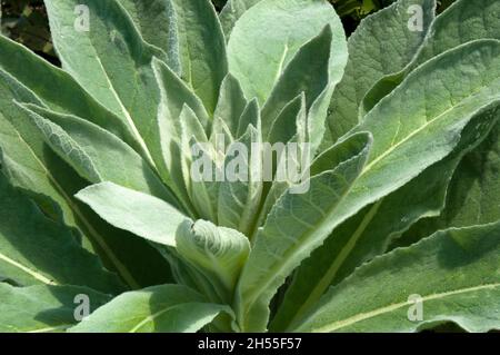 Sydney Australie, verbascum nigrum ou feuilles de mullein noires au soleil Banque D'Images