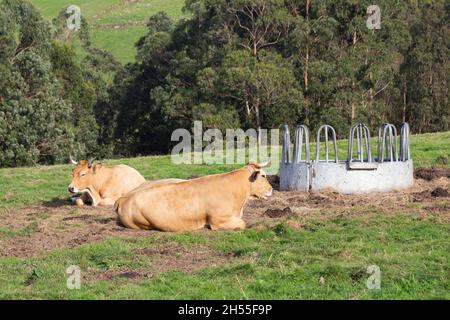 Deux vaches dans un pré reposent paisiblement à côté d'une cuvette de paille Banque D'Images
