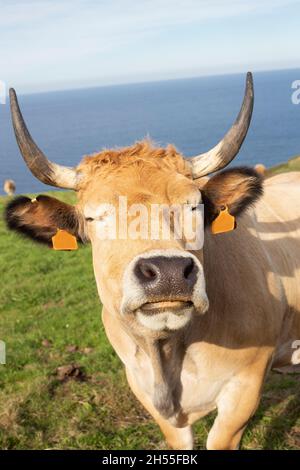 Une vache brune au visage drôle et sympathique. bos taurus. Foyer sélectif. C'est dans un pré avec la mer en arrière-plan. Banque D'Images