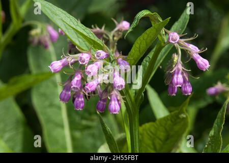 Sydney Australie, fleurs violettes d'une plante de comfrey ou de symphytum officinale Banque D'Images