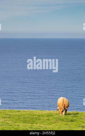 Un taureau du BOS bovin paître de manière relaxante dans un champ d'herbe verte par la mer avec un ciel bleu. Copier l'espace. Espace texte Banque D'Images