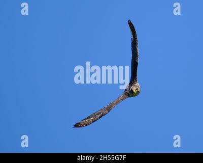 Gyrfalcon sur l'attaque Banque D'Images