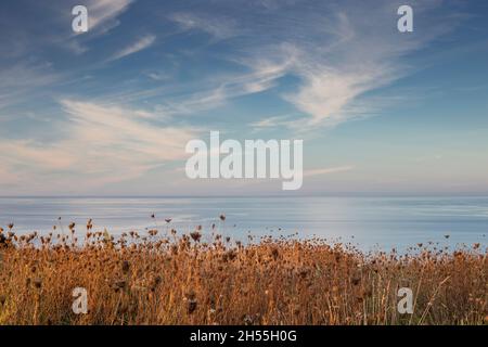 Un paysage de quelques fleurs séchées avec la mer en arrière-plan et des nuages dans le ciel. Espace de copie. Image horizontale. Arrière-plan pour le yoga et relaxati Banque D'Images